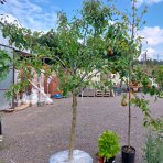 Hruška obyčajná (Pyrus Communis) ´KAISER´ - výška 250-300 cm, obvod kmeňa: 14/16 cm, kont. C70L